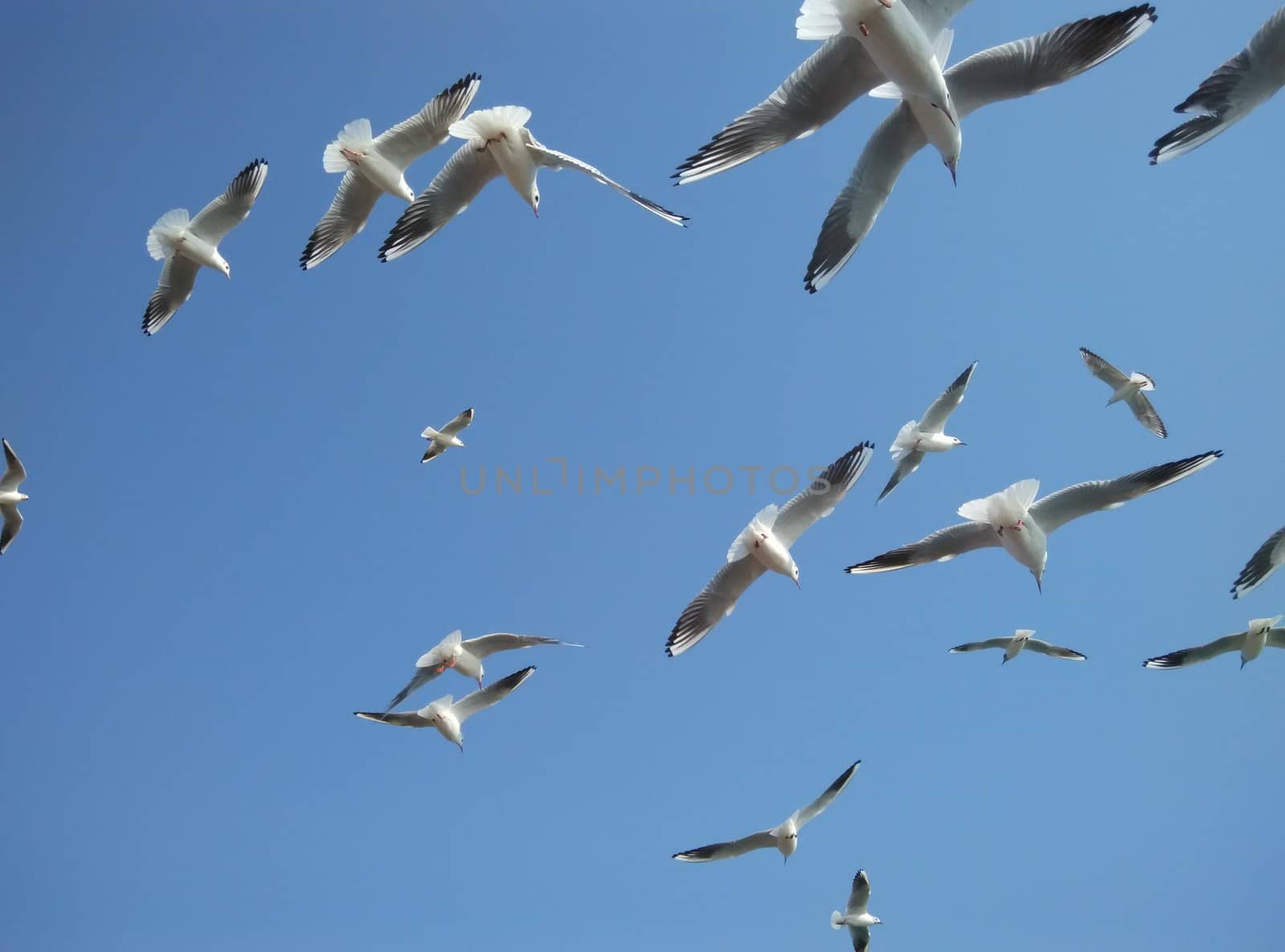 birds flying in the blue sky