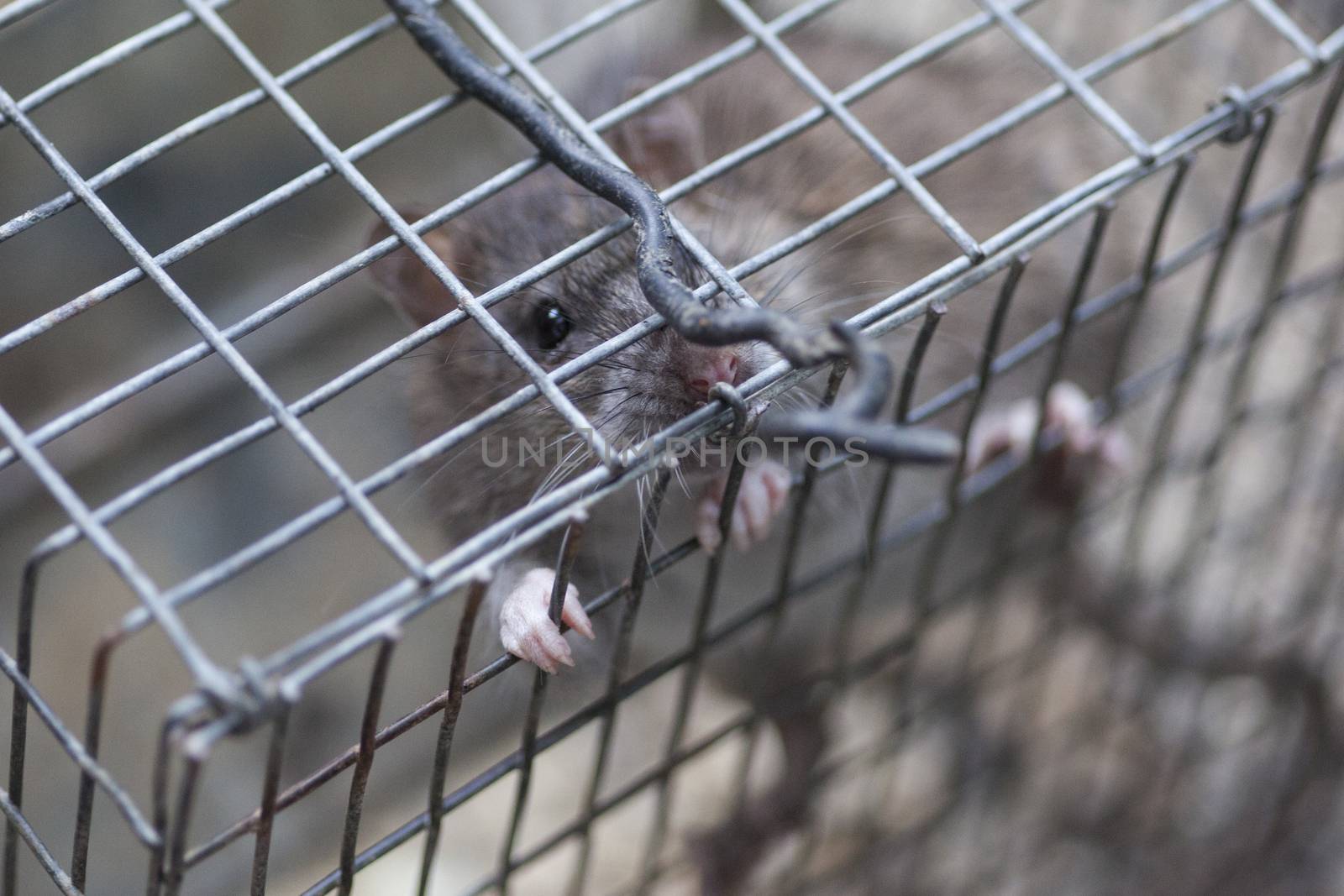 Rat in a cage #3 by pippocarlot