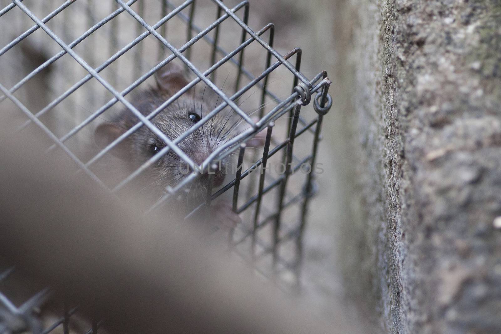 Rat in a cage #4 by pippocarlot