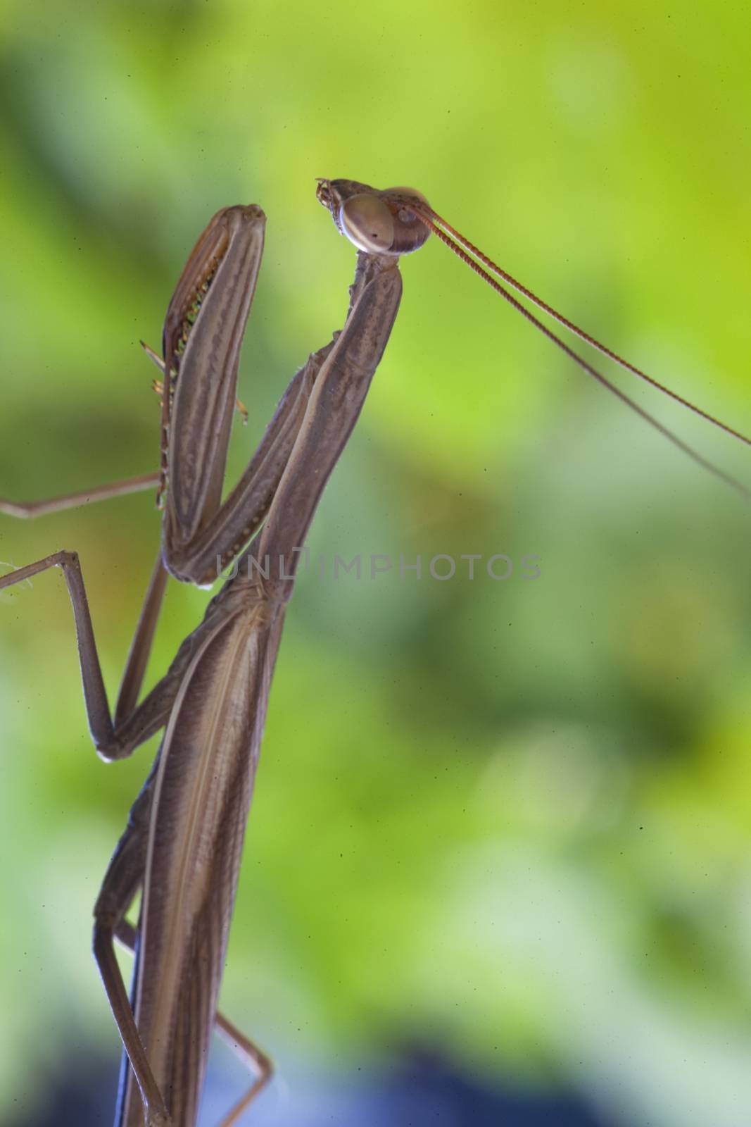 Praying mantis, in nature in her natural habitat