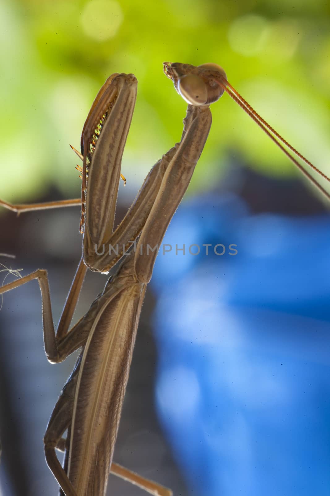 Praying mantis, in nature in her natural habitat