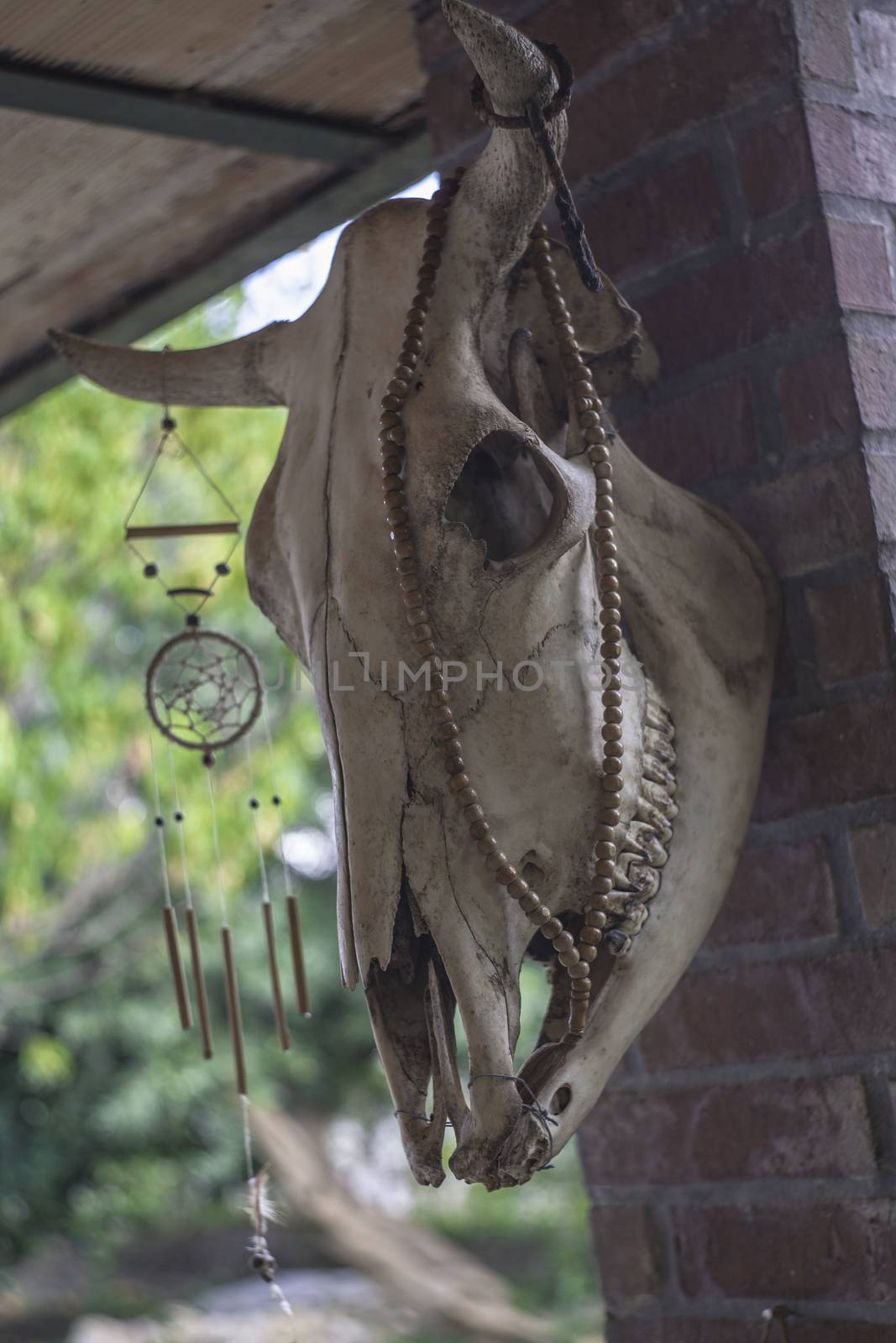 Cow skull hung as a decorative element