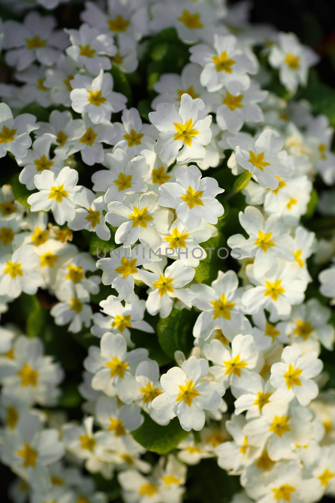Primrose primula vulgaris. Multicolor country garden primula flowers. Selective focus