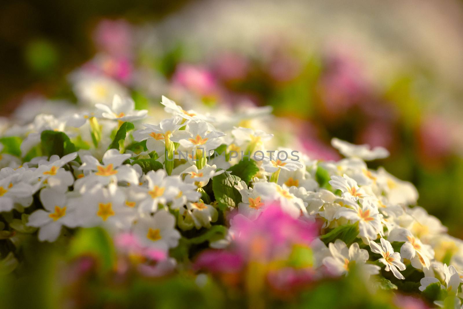 Primrose primula vulgaris. Multicolor country garden primula flowers. Selective focus