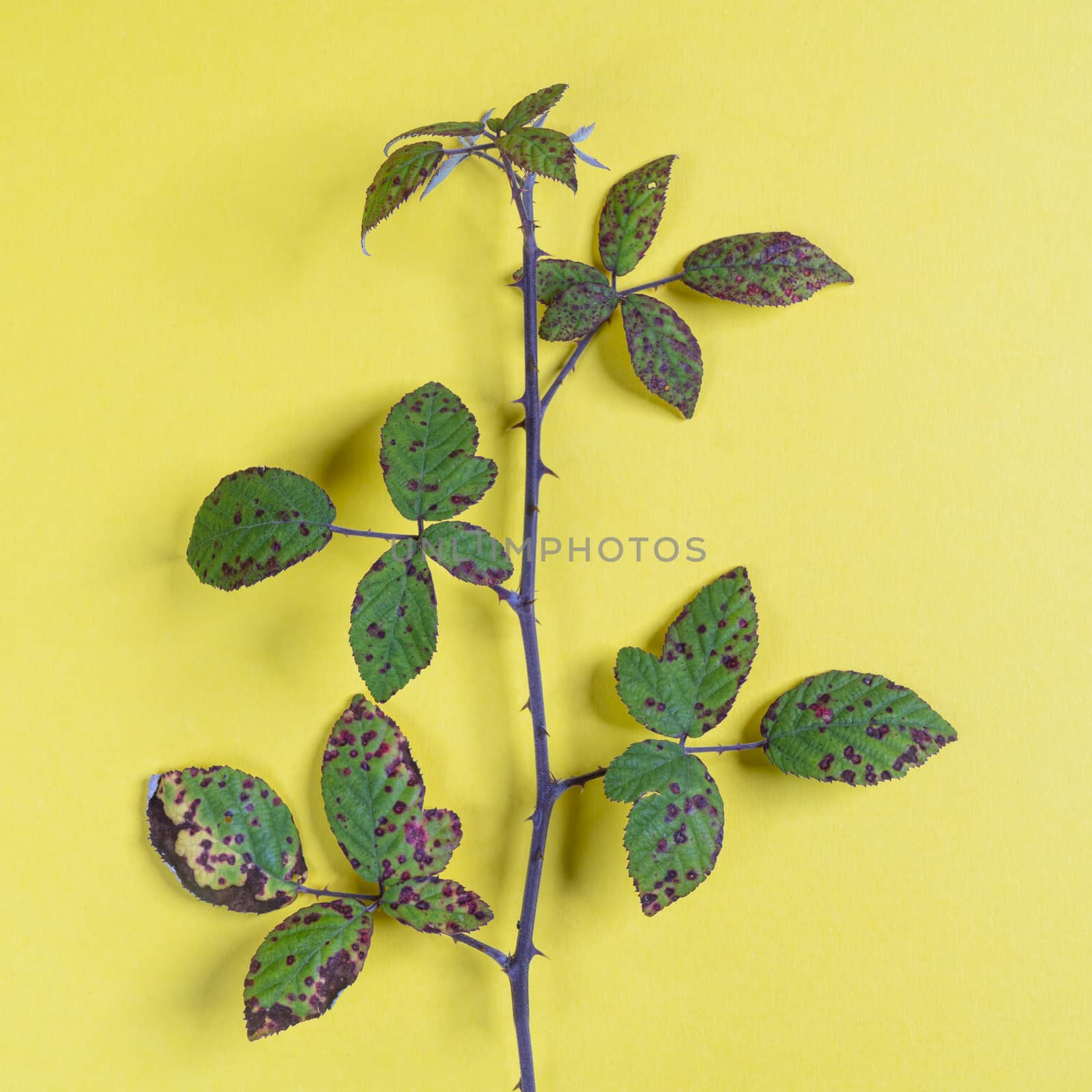 a branch with leaves in autumn on a yellow surface