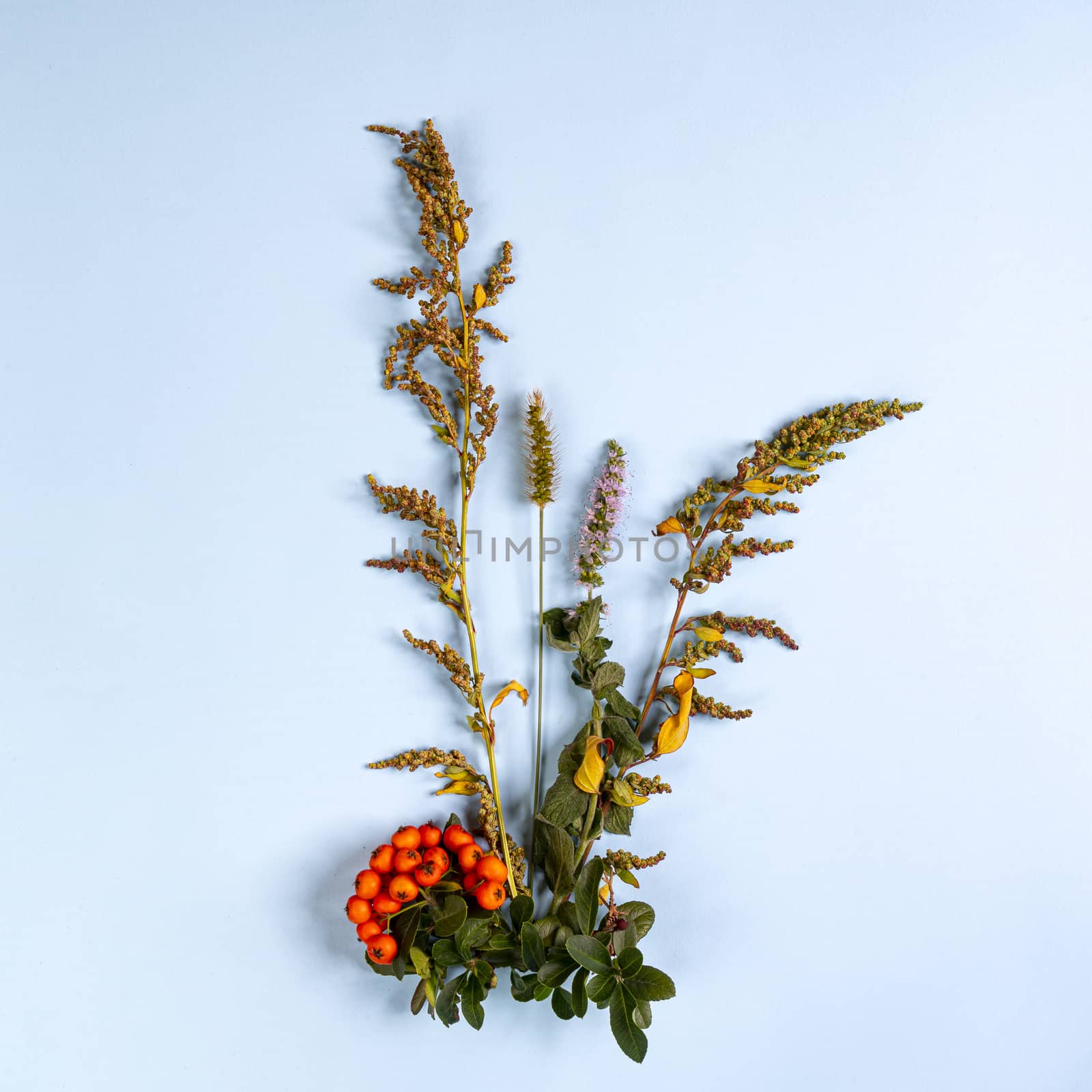 some wild flowers on a blue surface