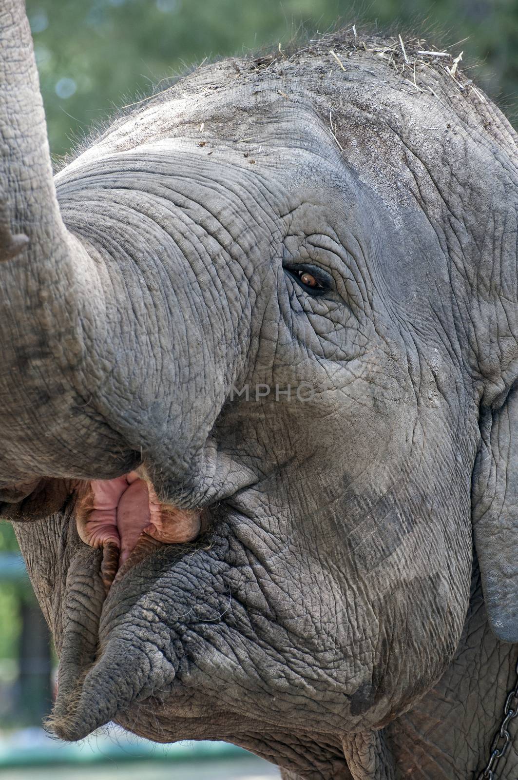Elephant face. by FER737NG