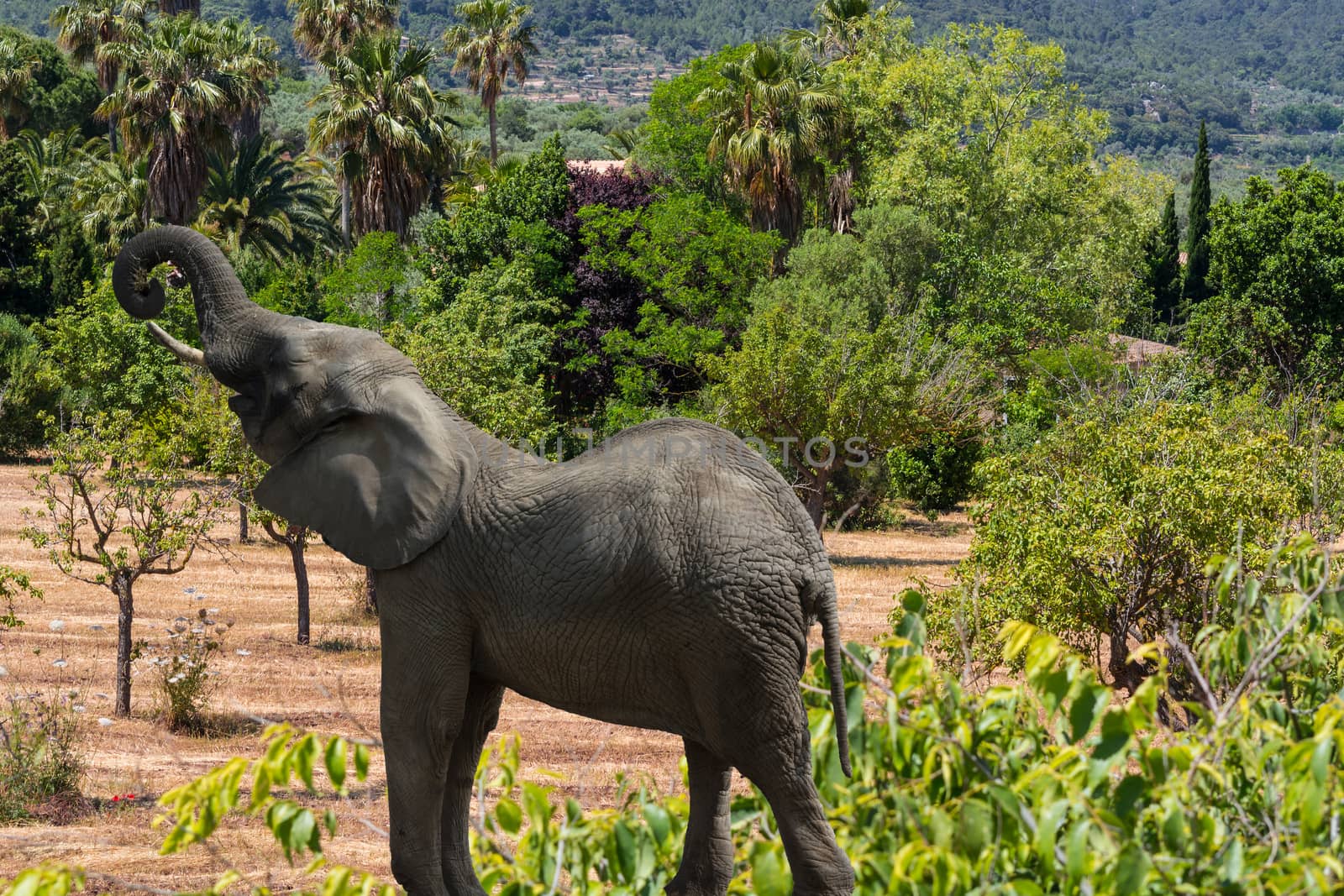 African elephant in the savannah.  by JFsPic