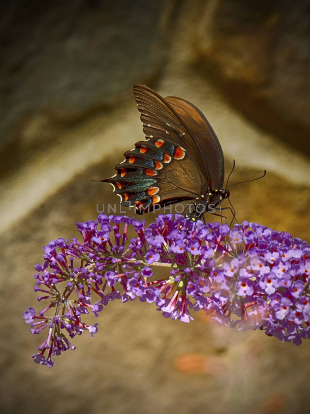 Spicebush Swallowtail Butterfly Feeding by CharlieFloyd