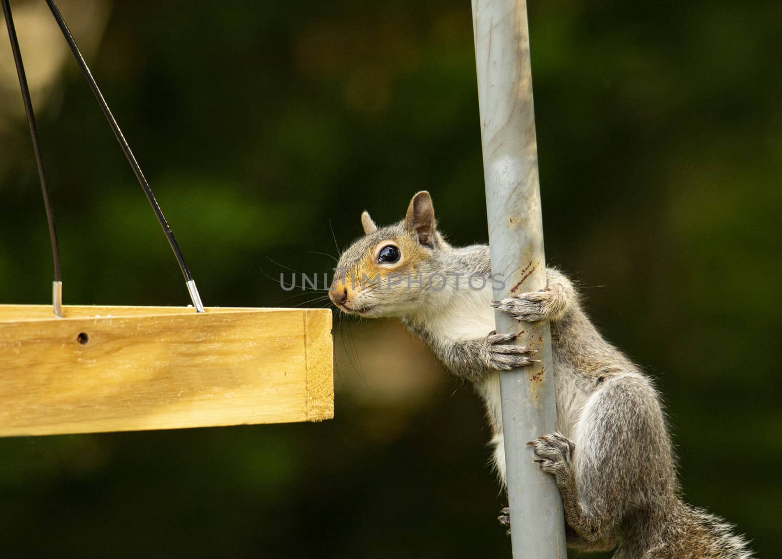 Squirrel eyes seeds in bird feeder while clinging to small pole.