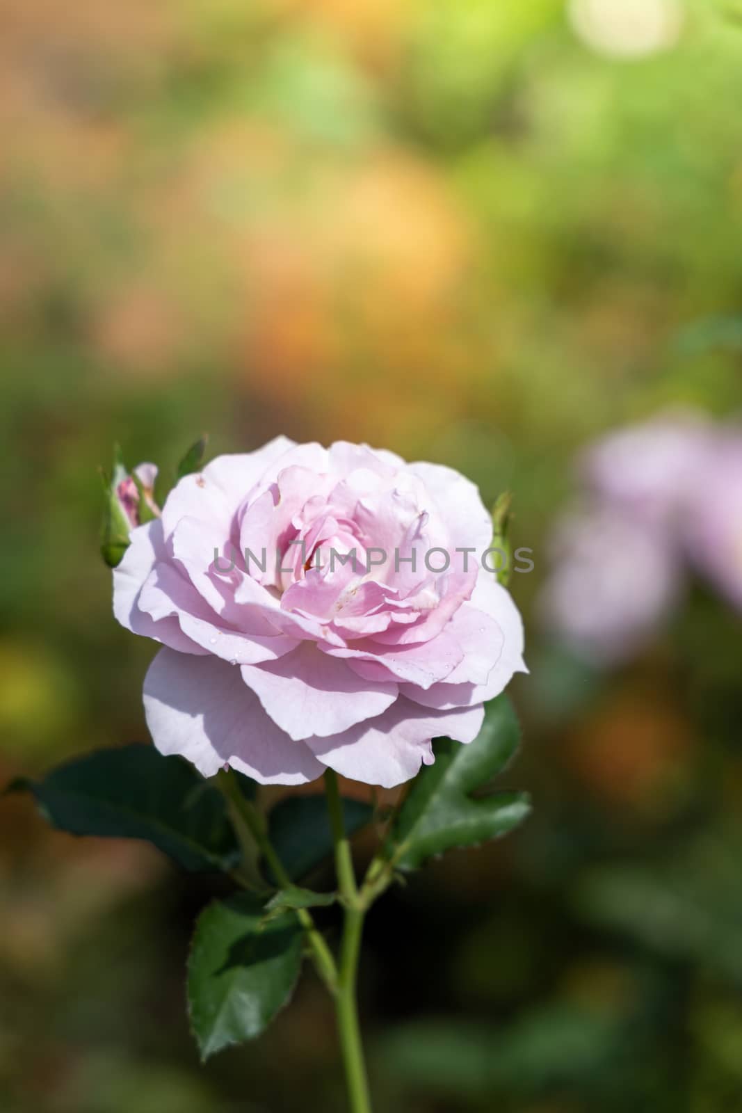 Roses in the garden, Roses are beautiful with a beautiful sunny day.