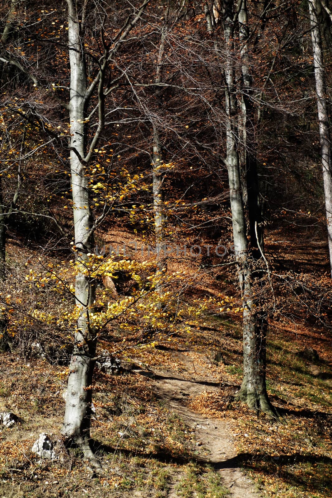 Autumn in October on lost paths
Carpets of leaves, grasses and dried branches.
Come and see these beauties on a mountain vacation.