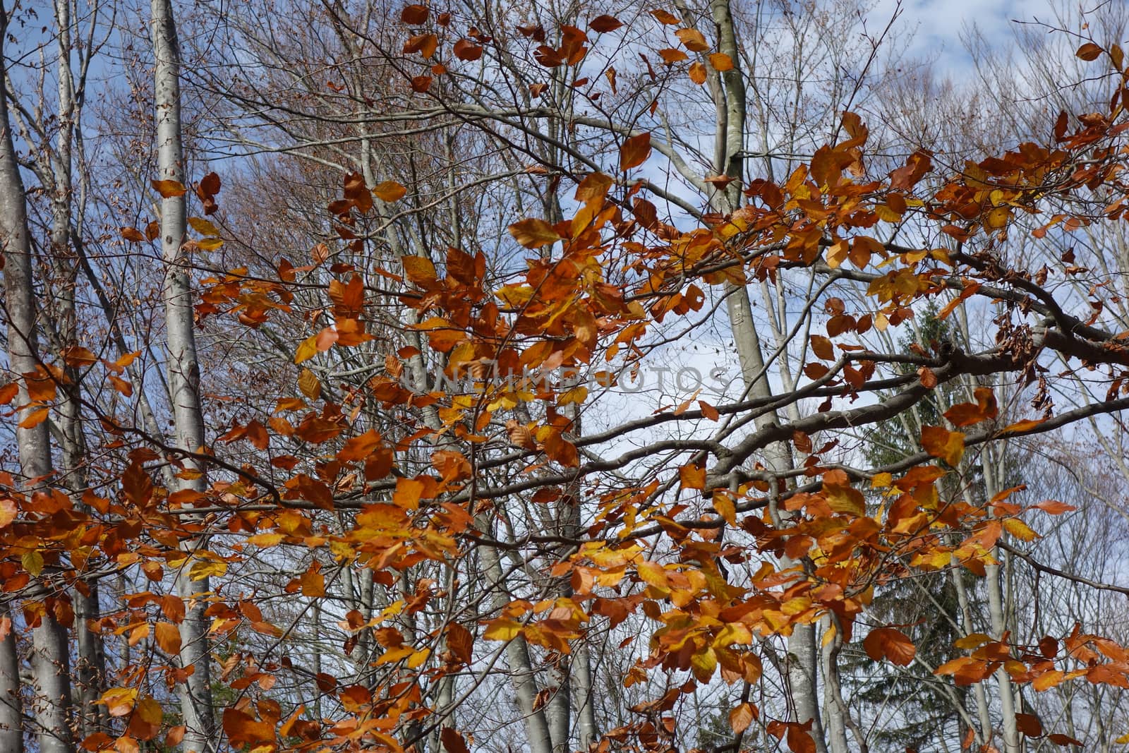Autumn in October on lost paths
Carpets of leaves, grasses and dried branches.
Come and see these beauties on a mountain vacation.