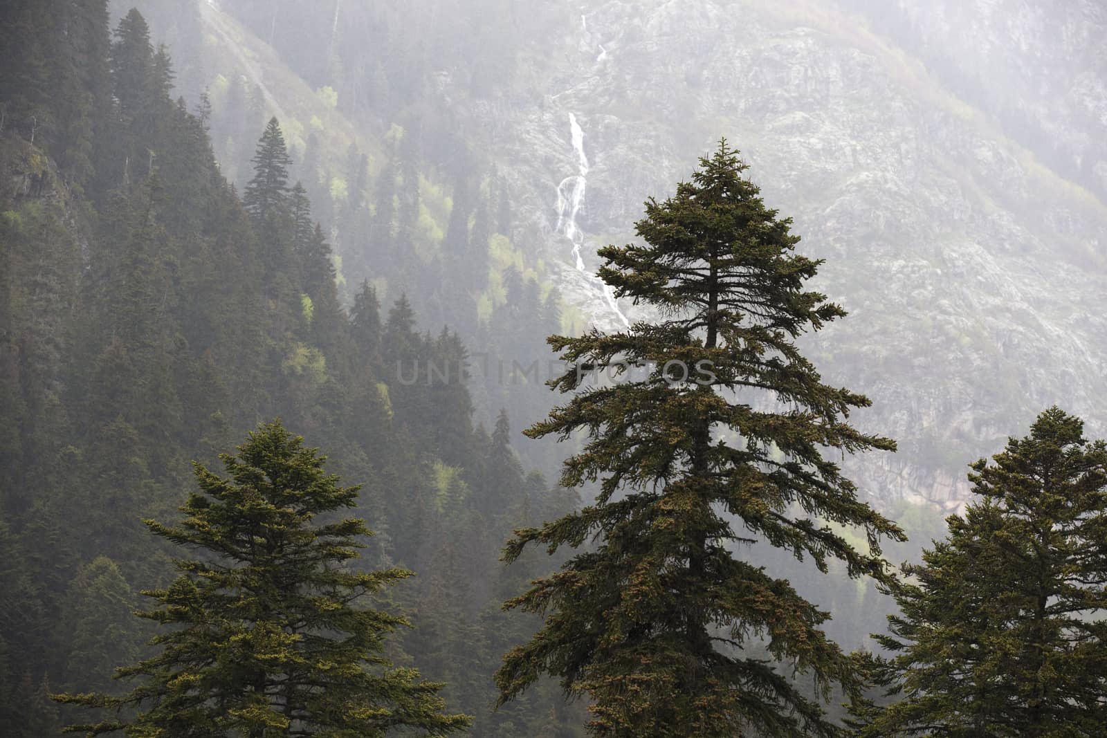 Mountain Covered by Forest in Heavy Rain