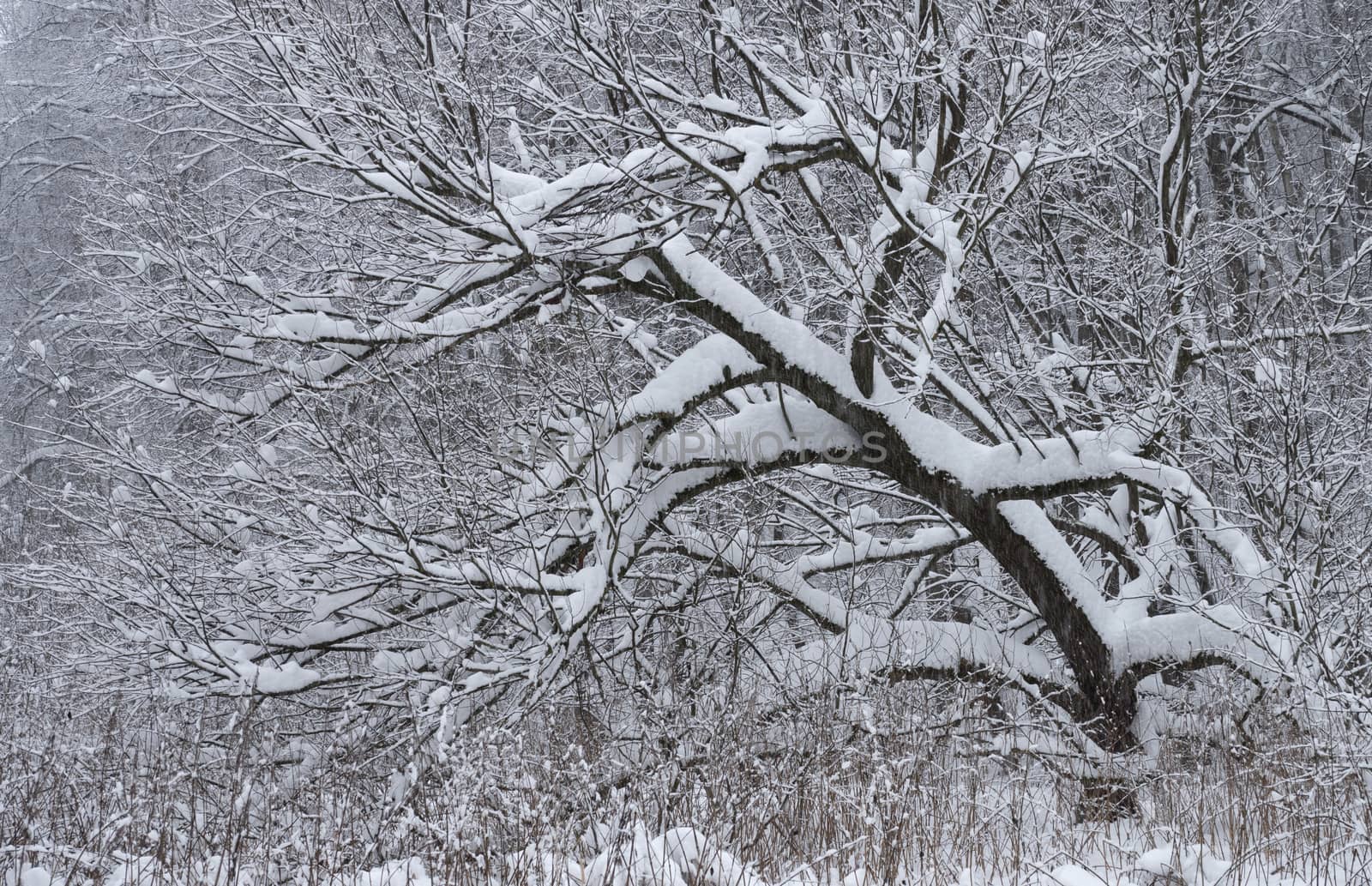 Trees covered with fresh snow in a cold and snowy winter day