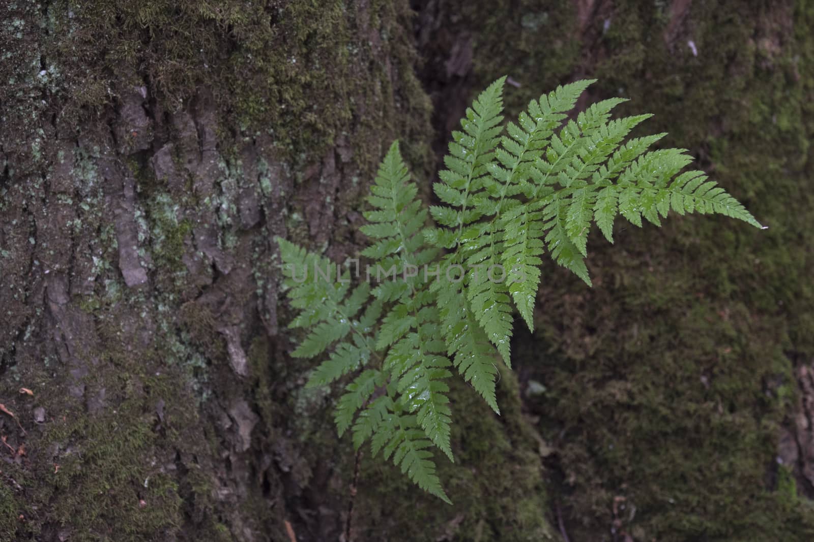 Branch of a Fern Growing From Tree Bark in a Shady Forest