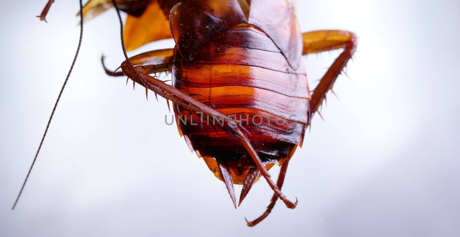Macro shot of Skin changing stage of a cockroach