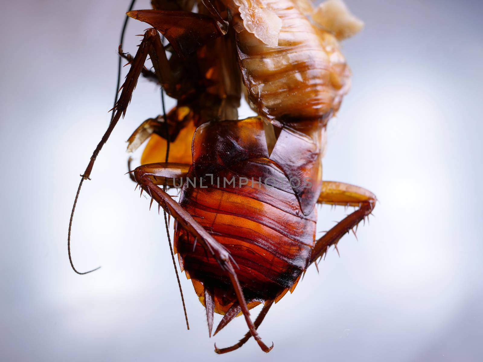 Macro shot of Skin changing stage of a cockroach