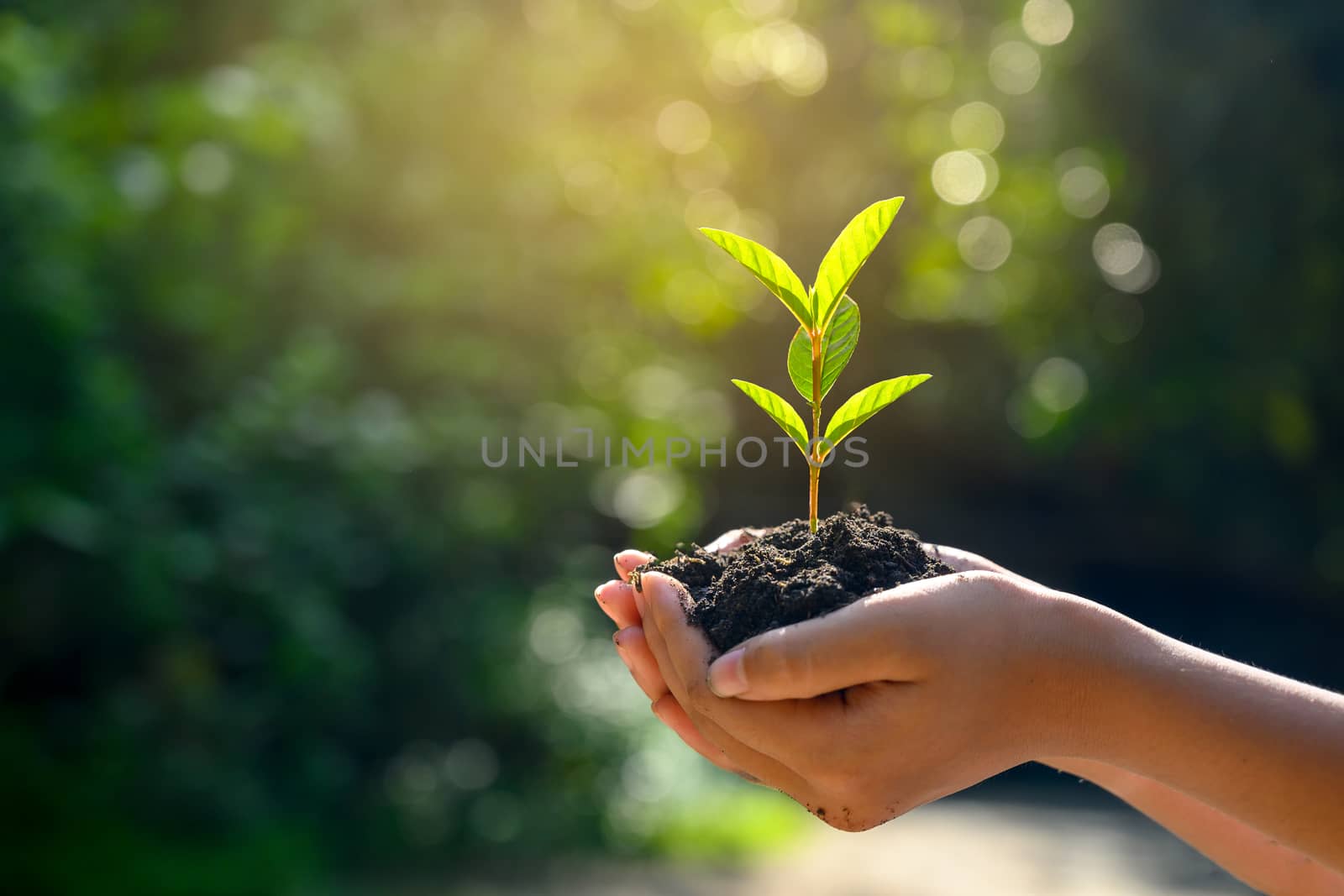 In the hands of trees growing seedlings. Bokeh green Background Female hand holding tree on nature field grass Forest conservation concept by sarayut_thaneerat