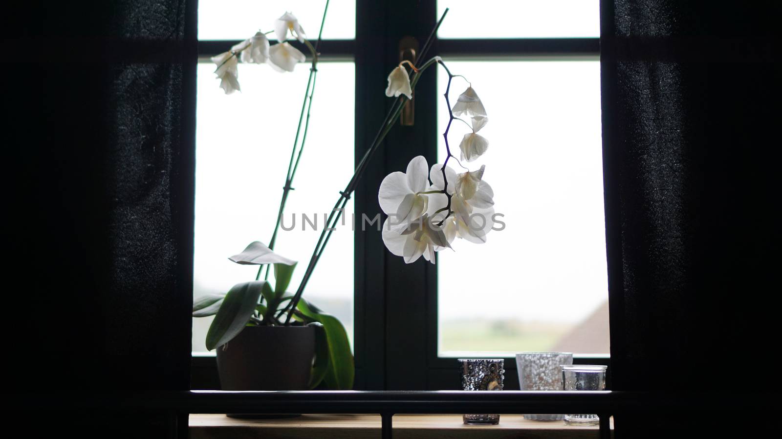 Flower pot near a big window. White orchid on the windowsill by natali_brill