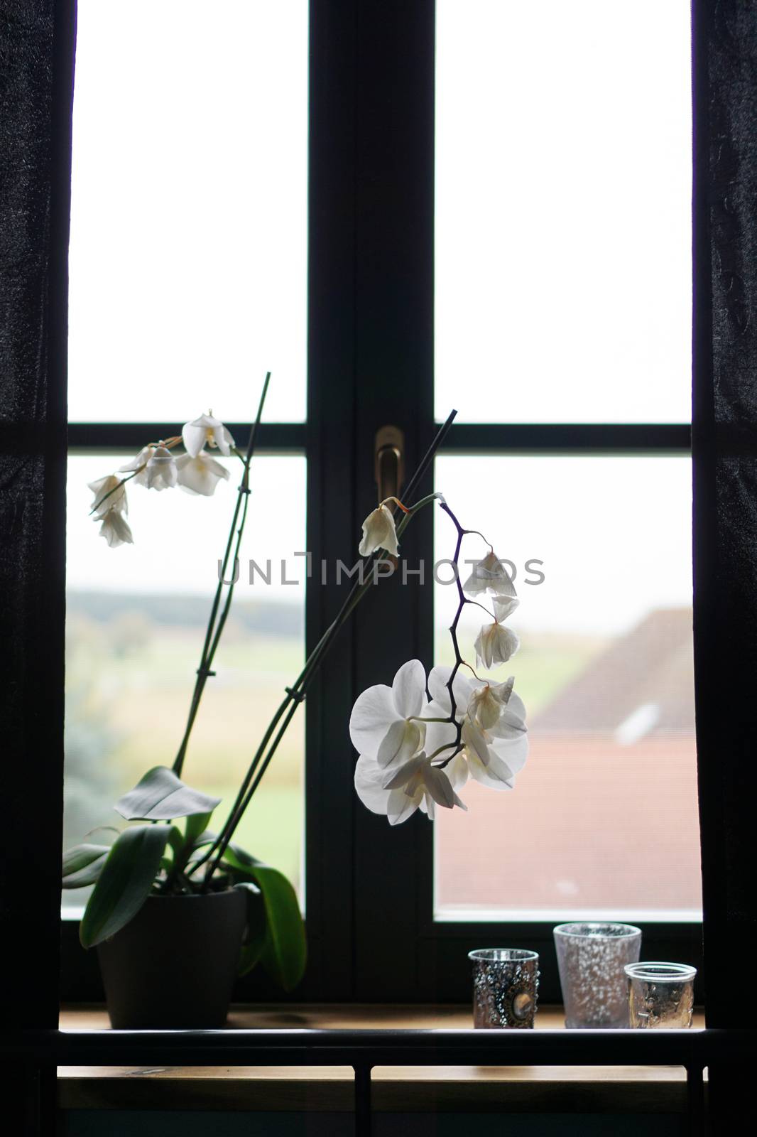 Flower pot near a big window. White orchid on the windowsill by natali_brill