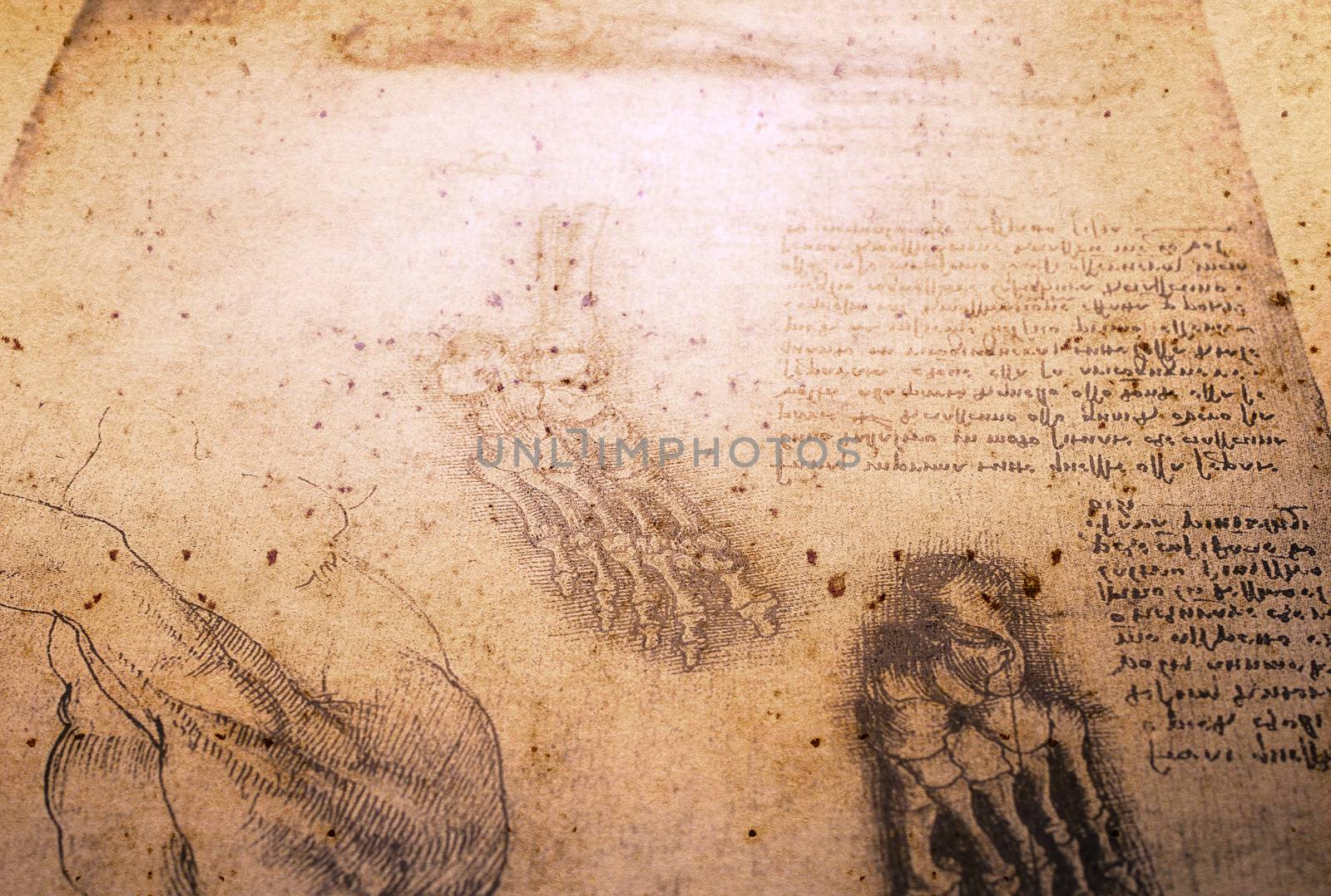 14th century anatomy art by Leonardo Da Vinci