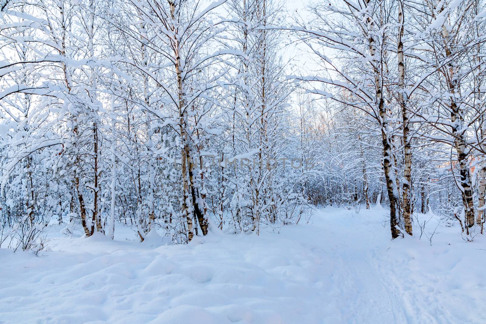 Snow-covered tree branches in the winter forest against the blue sky in the sunset light.