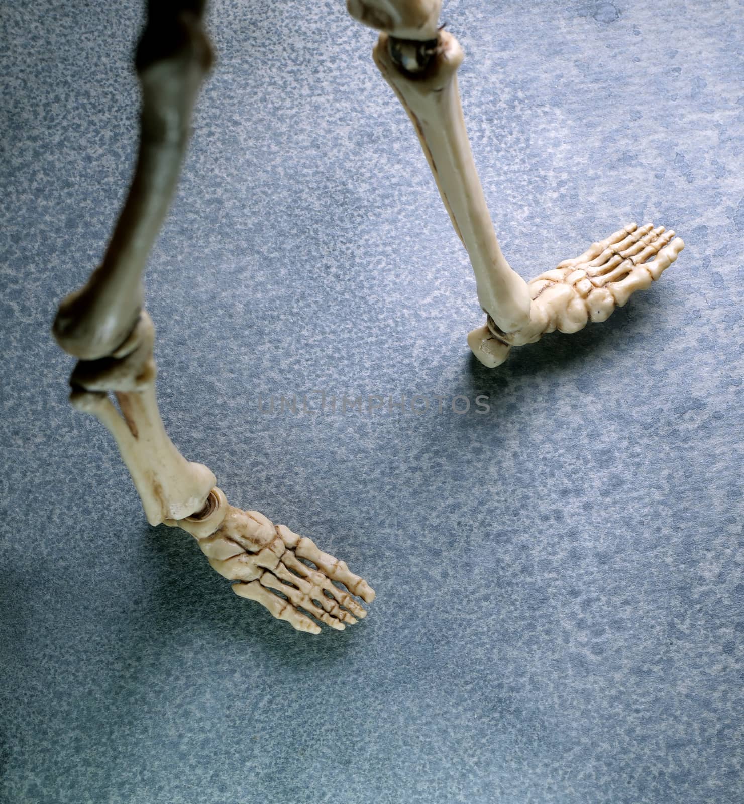 Miniature Human Skeleton Model Close Up