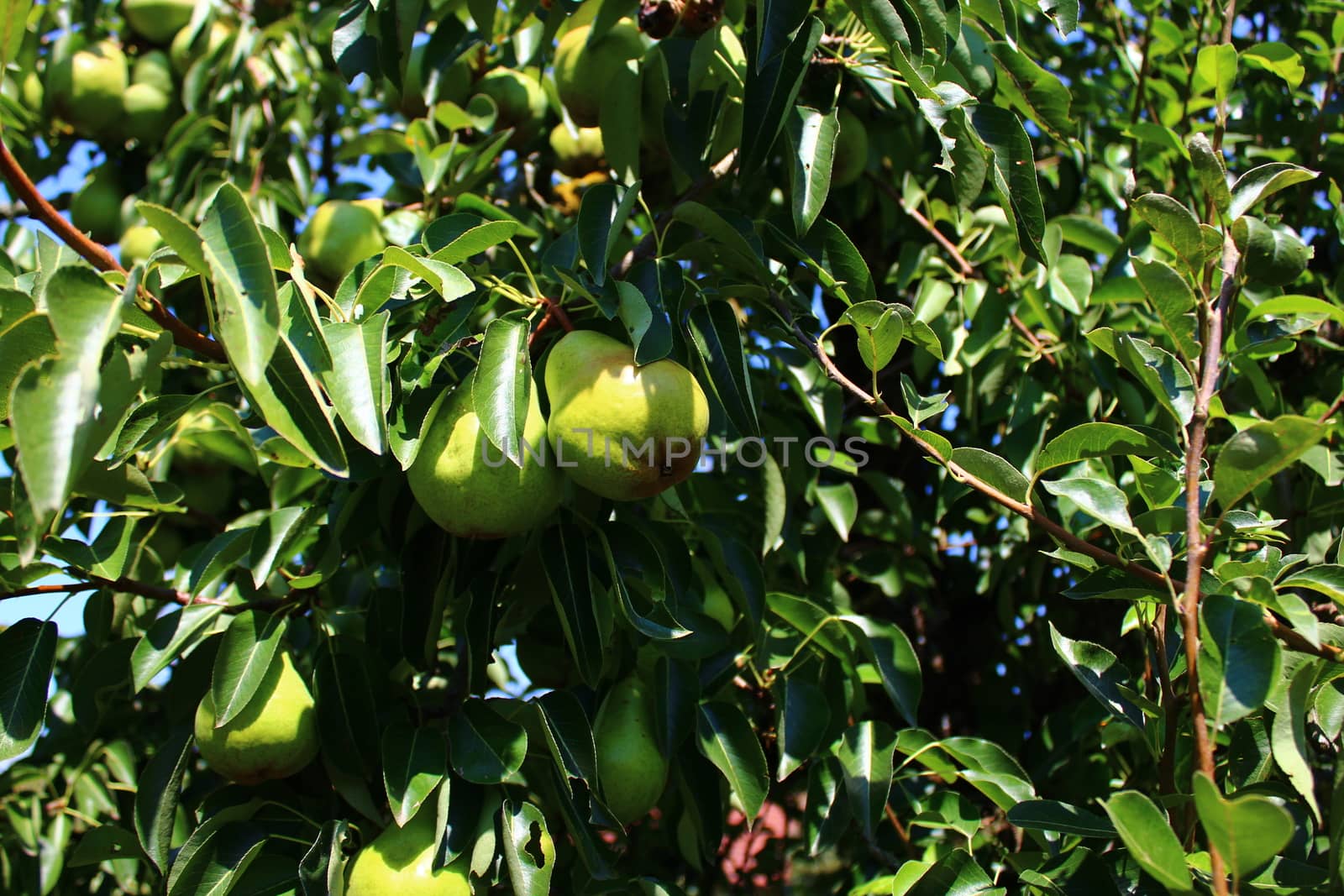 The picture shows pears on a pear tree.