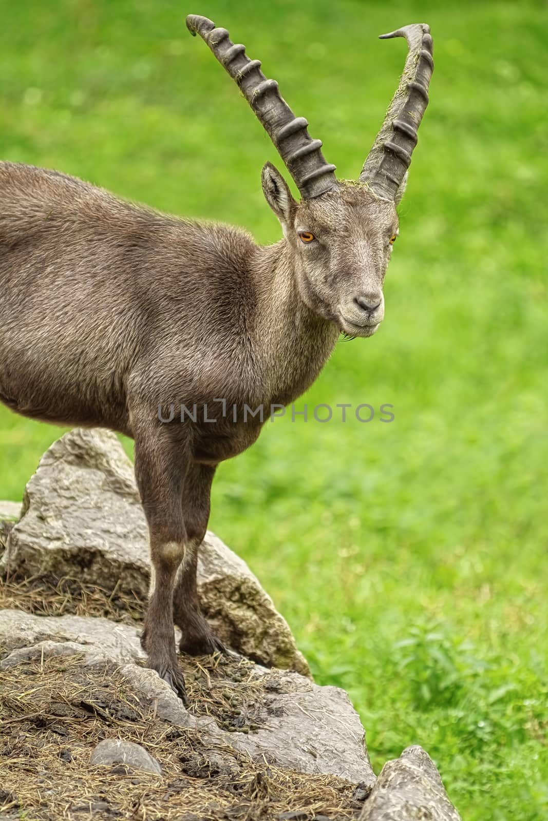 Goat with big Horns on the Stone