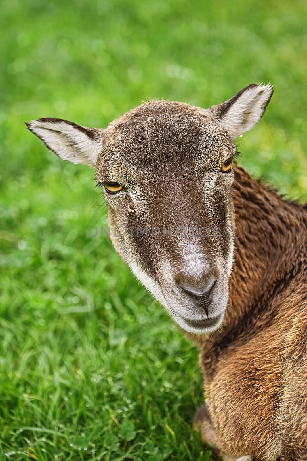 Potrtrait of a Sheep against Green Background