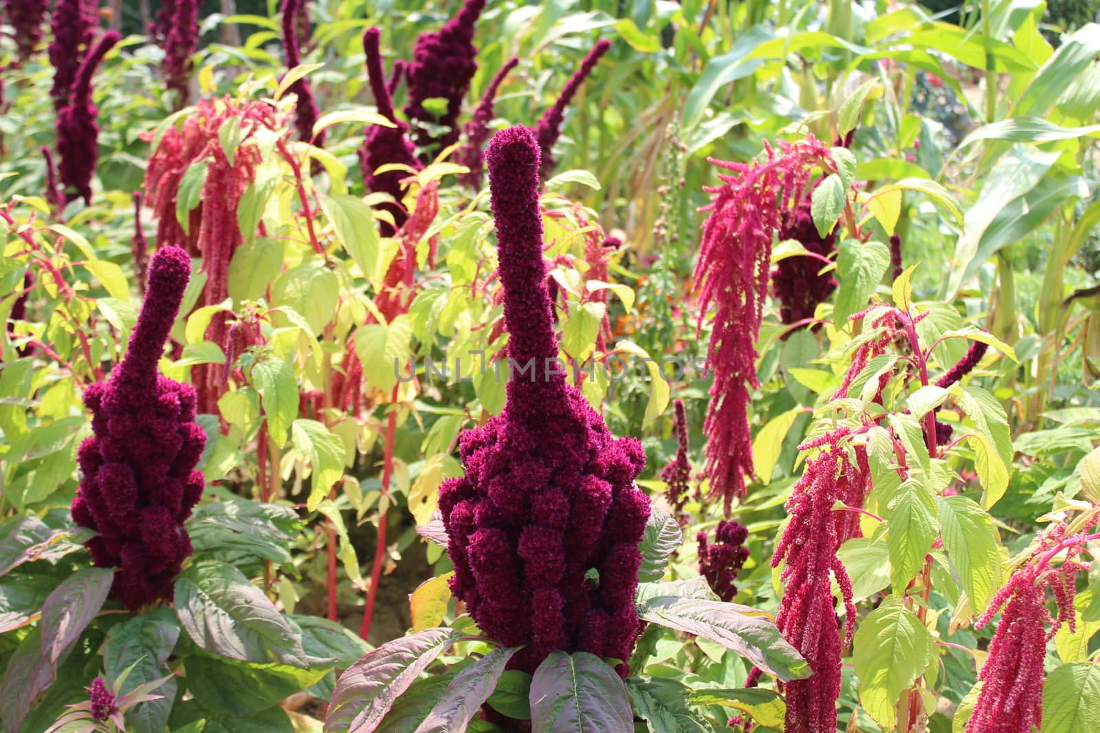 The picture shows a field of amaranth.