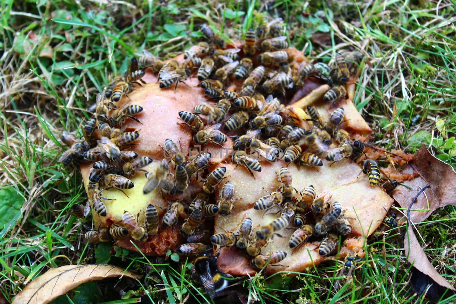 The picture shows bees on a pear.