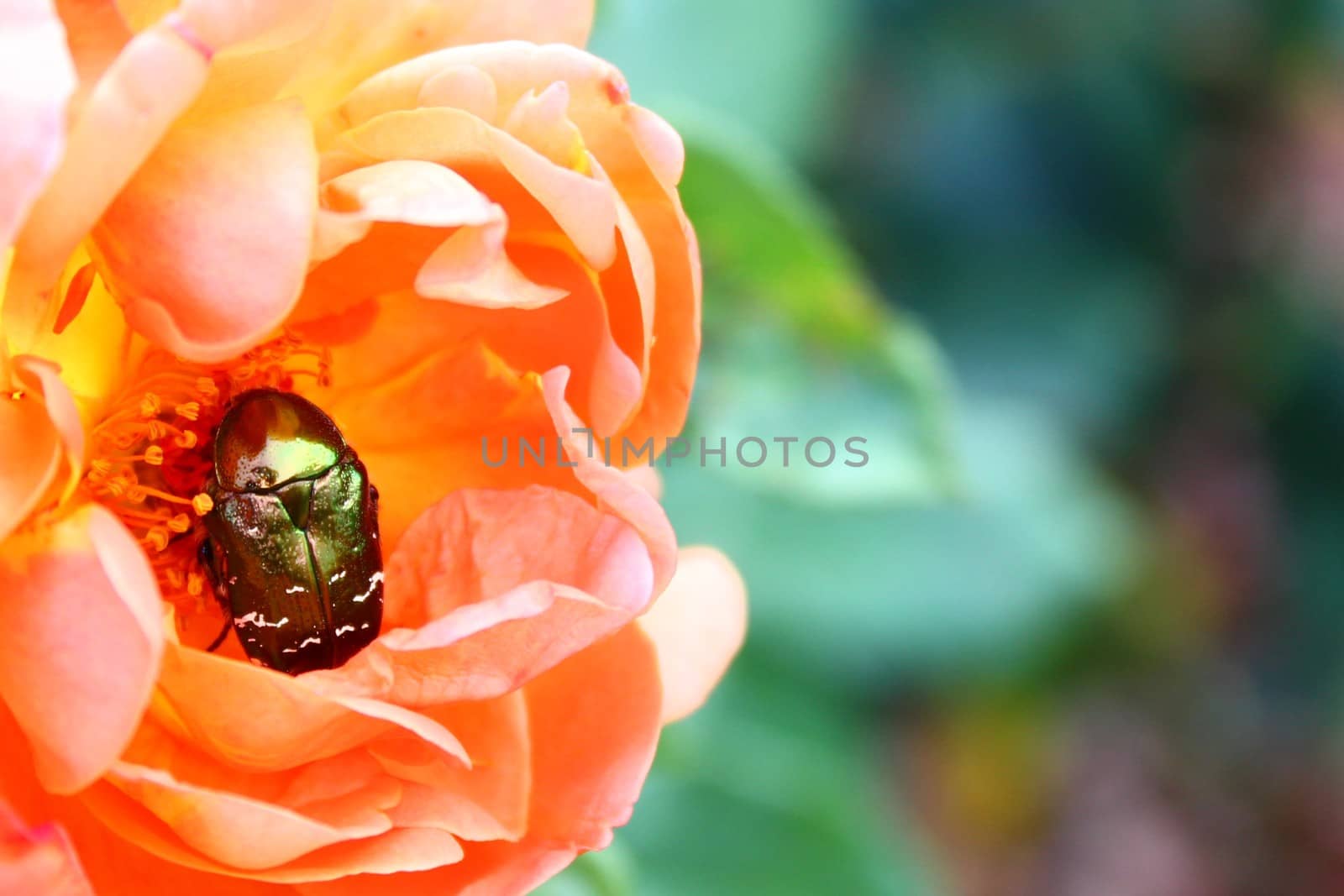 rose chafer on a rose by martina_unbehauen