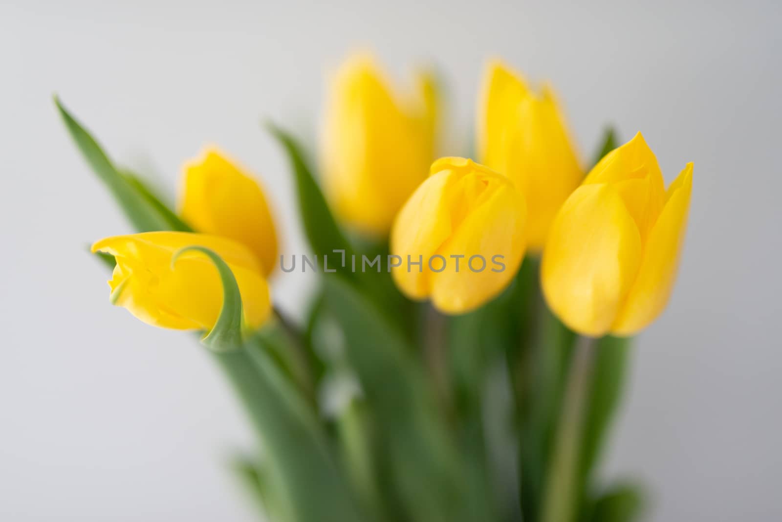 Bouquet of tulips isolated on white background.