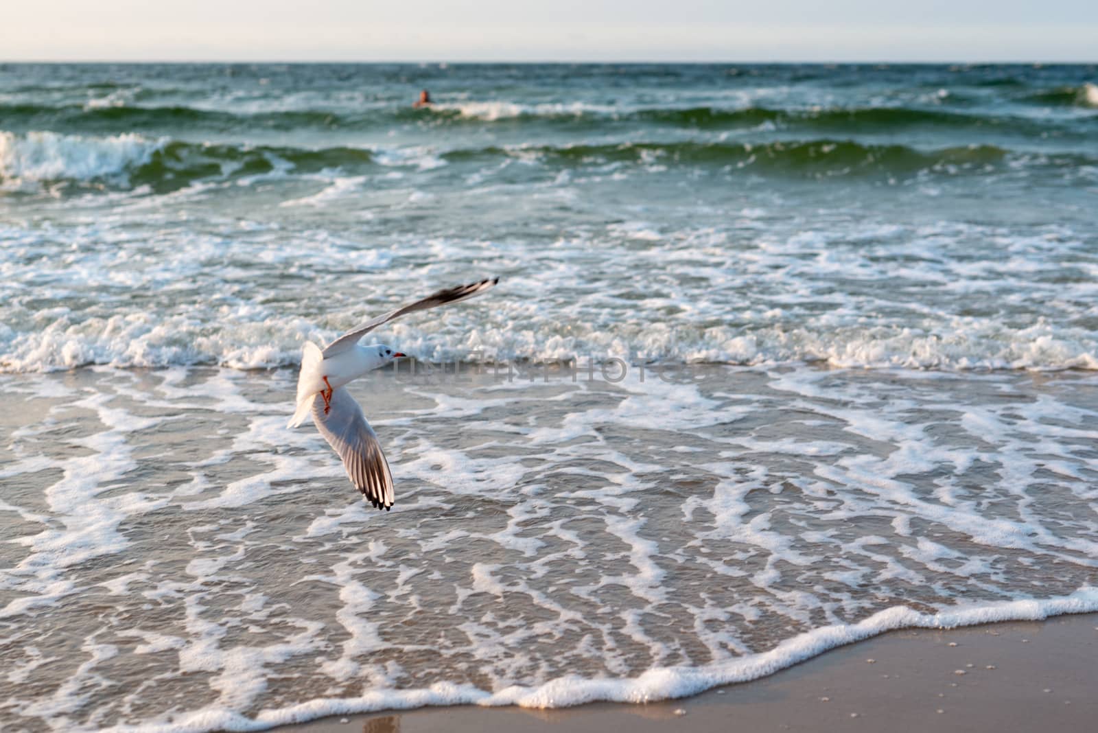 Sunset on the baltic sea with seagulls. Summer time. Golden hour.