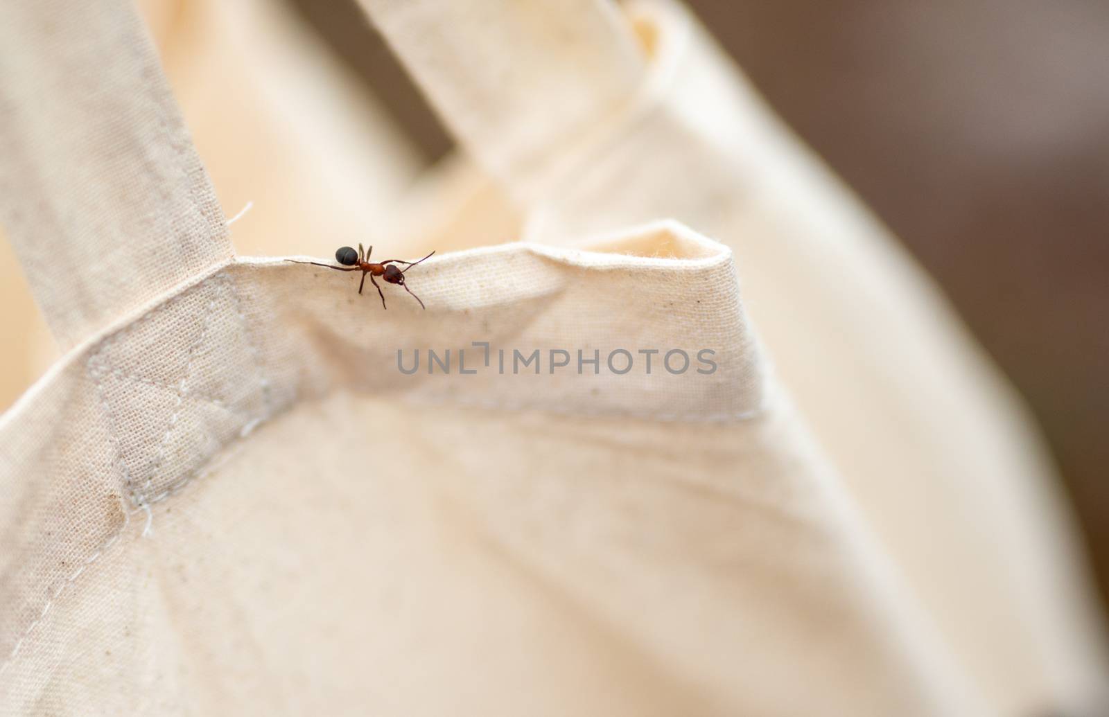 Red wood ant Formica rufa close up - macro photography.