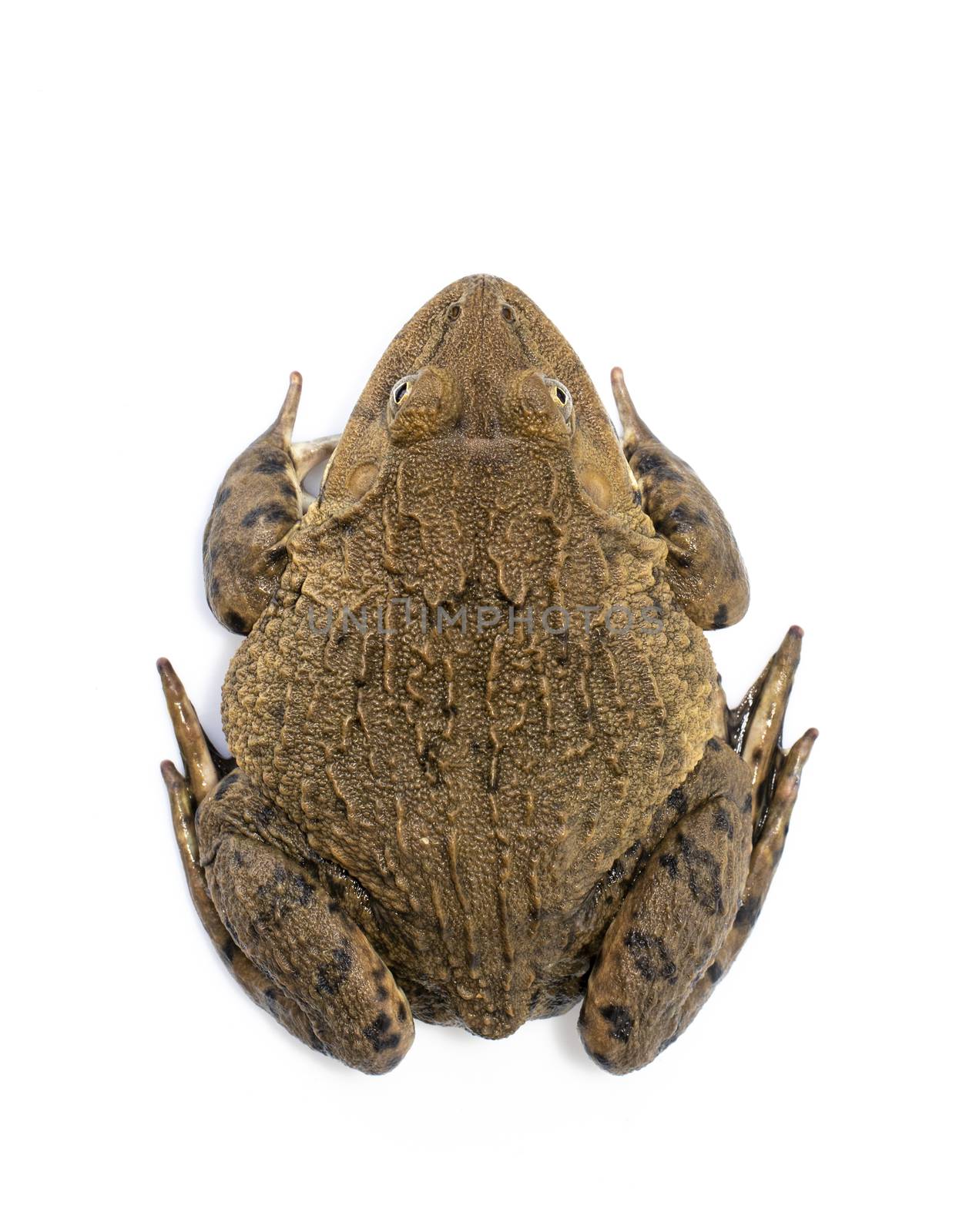 Image of Chinese edible frog, East Asian bullfrog, Taiwanese fro by yod67