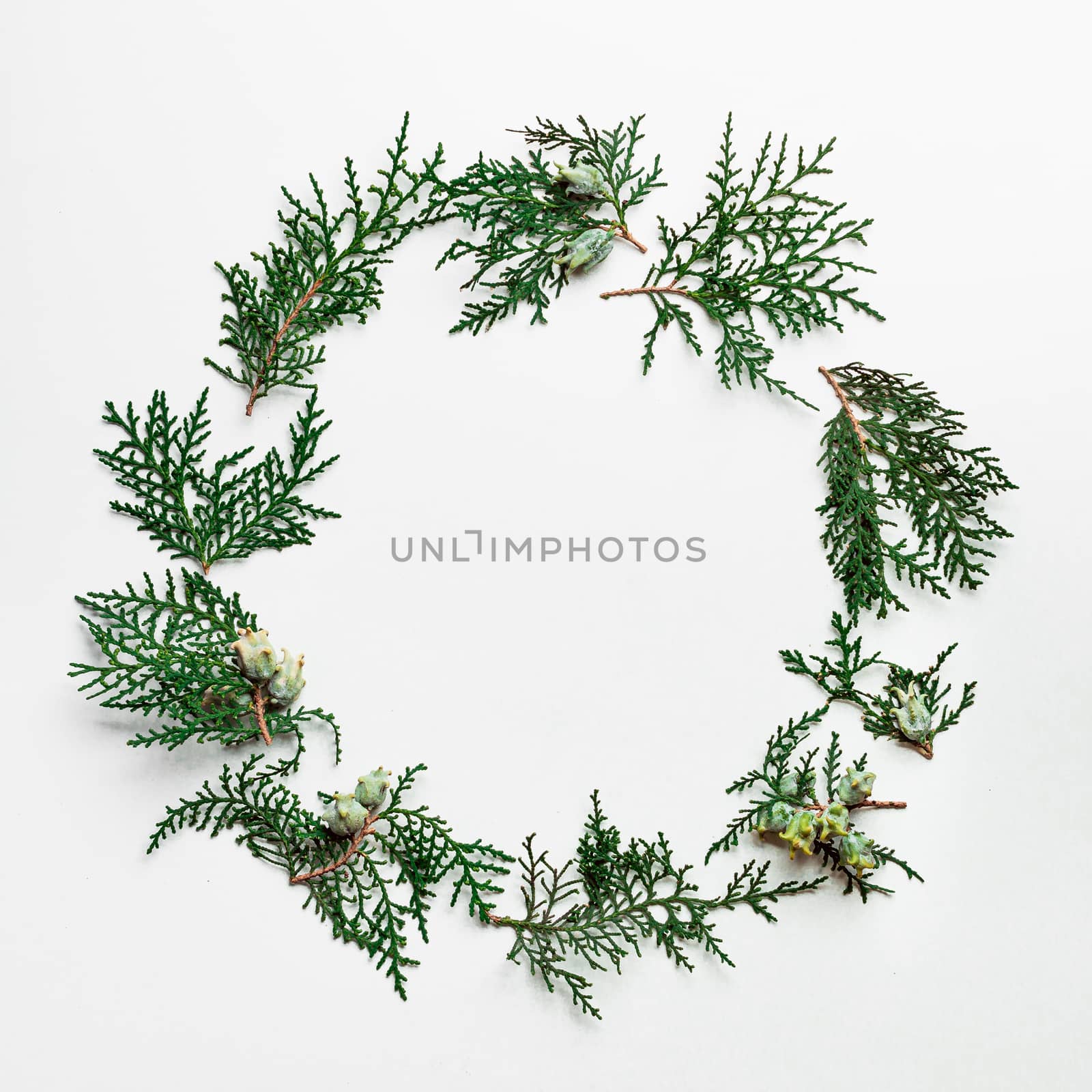 Minimal Christmas circle shaped pattern with copy space. Fir tree or cypress branches on white background. Negative space for design in center. Christmas, winter, new year concept. Flat lay, top view