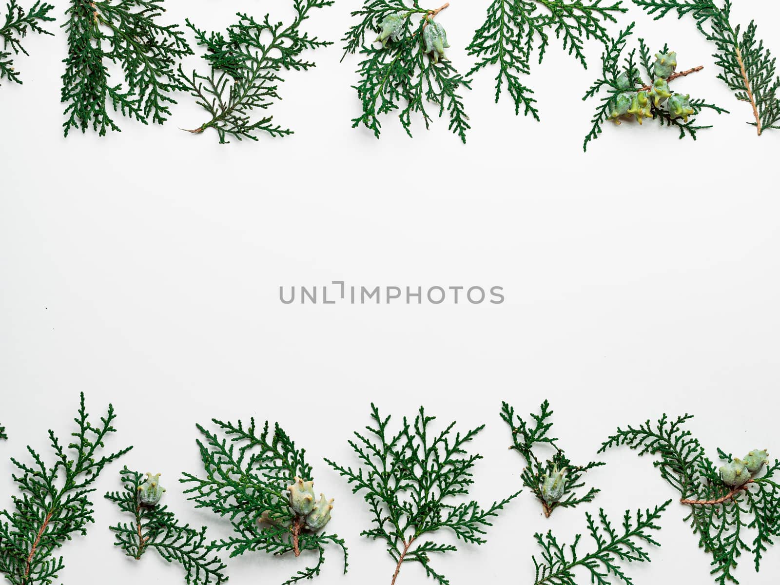 Minimal Christmas pattern with copy space. Fir tree or cypress branches on white background. Negative space for text or design in center. Christmas, winter, new year concept. Flat lay, top view
