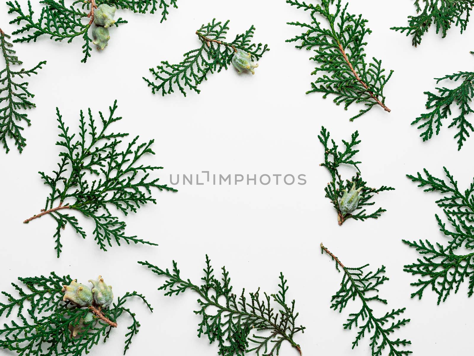 Minimal Christmas pattern with copy space. Fir tree or cypress branches on white background. Negative space for text or design in center. Christmas, winter, new year concept. Flat lay, top view