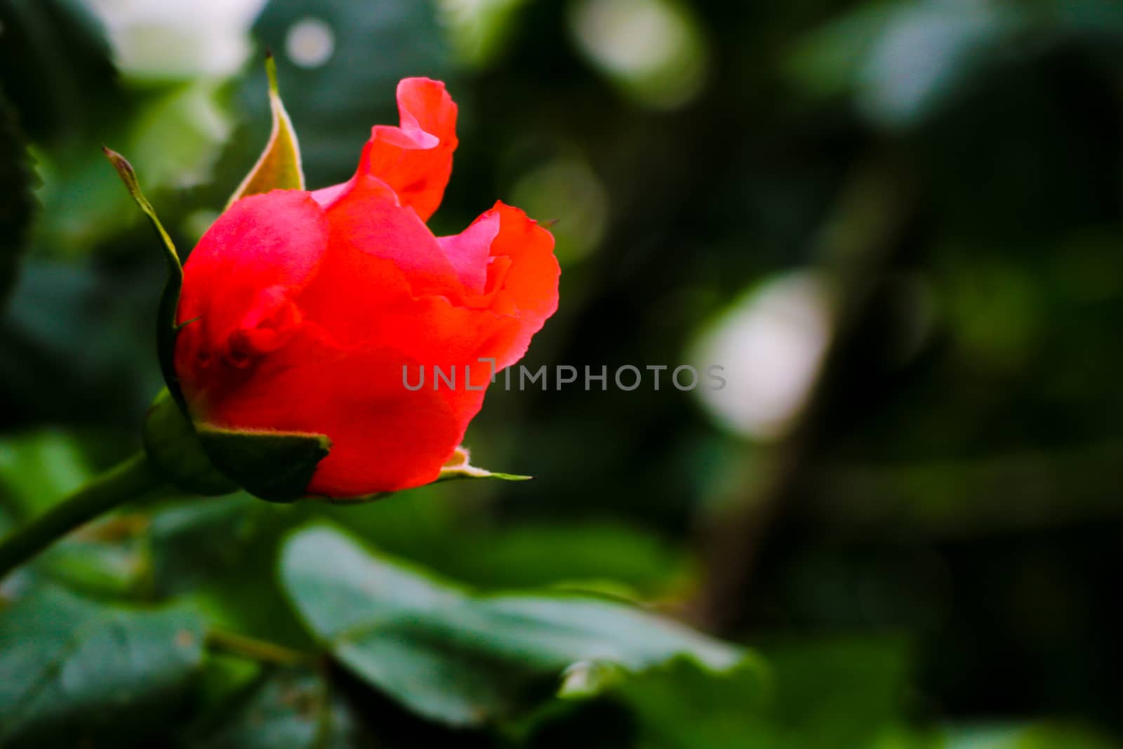 Red rose flower blooming in roses garden on background red roses flowers. Out of focus by kip02kas