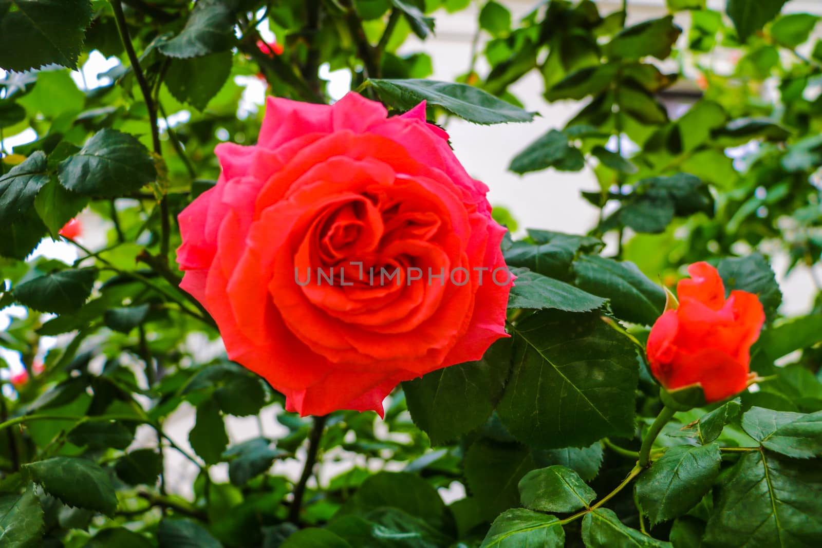 beautiful red roses bush in summer morning garden on bright summer day background. by kip02kas