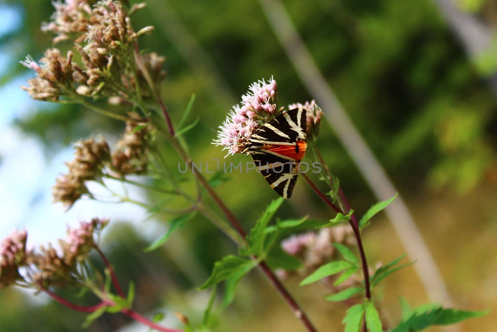 The picture shows a jersey tiger on a flower.