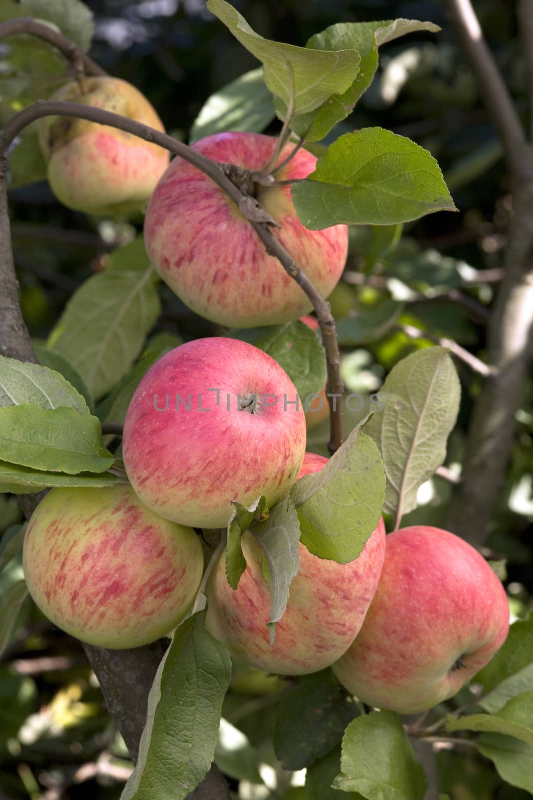 Close-up of red ripe apples on a branch.
