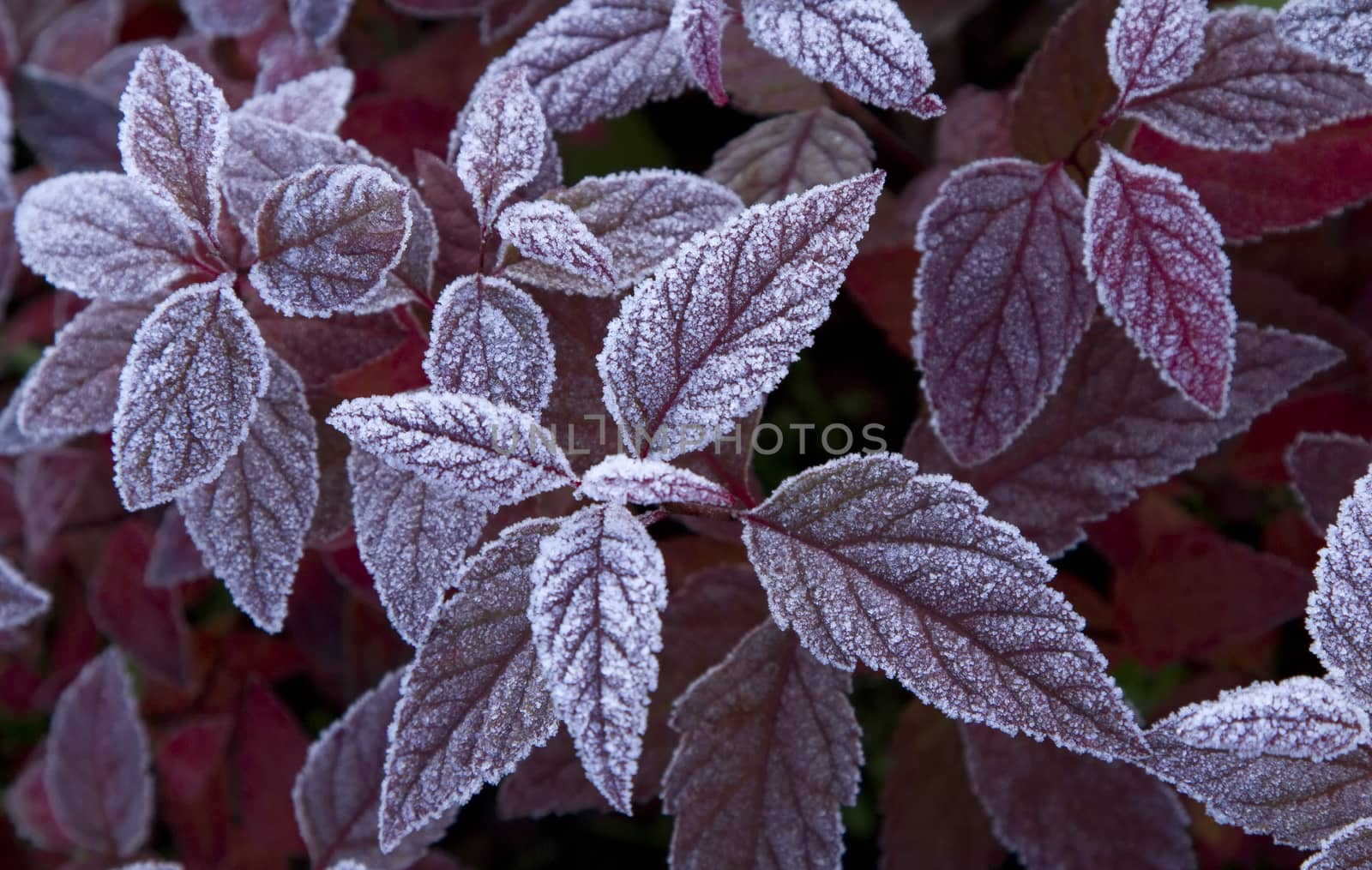 purple leaves are covered with morning frost
