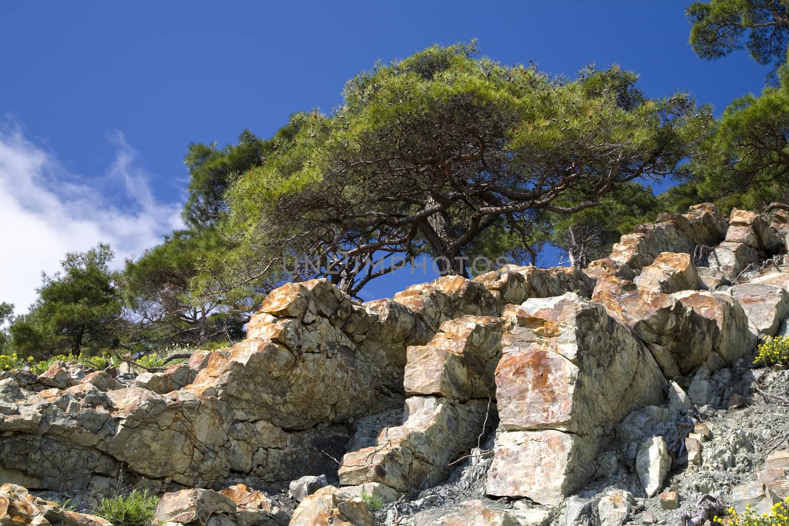 pine tree growing on the stone slope