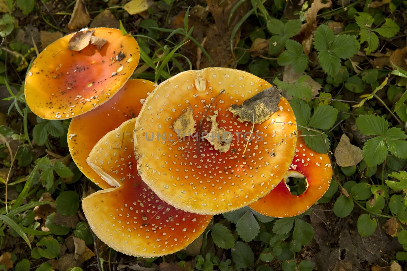 group of red fly agaric mushrooms in the forest, top view of the caps