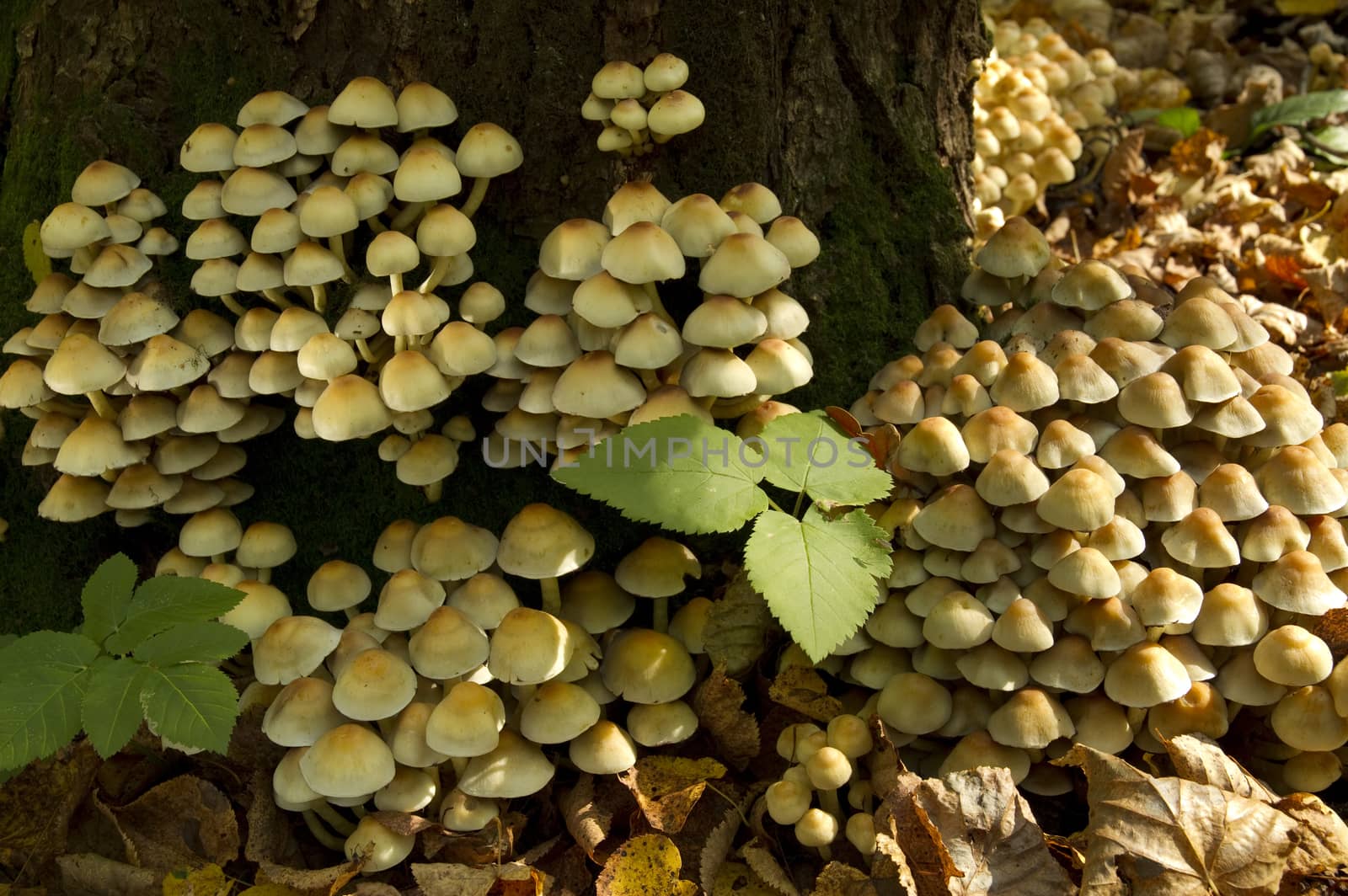 large group of mushrooms in the woods on a sunny day.