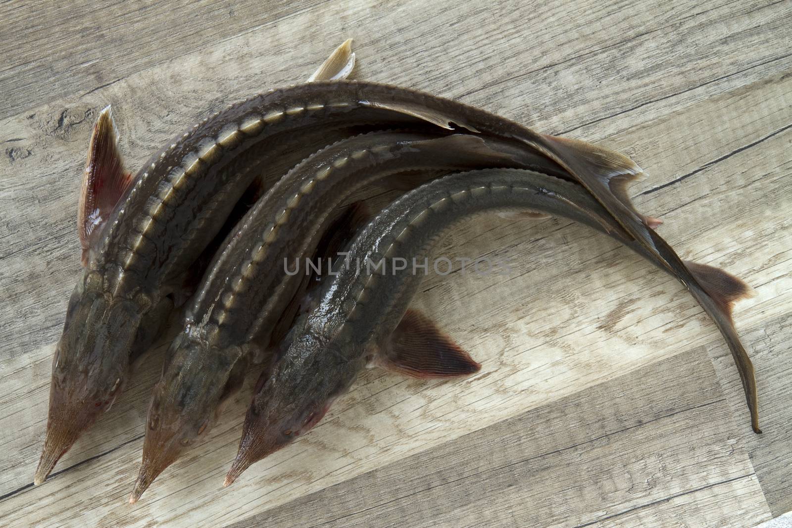 russian sturgeon on wooden table
